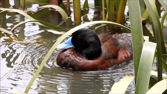 Blue-billed Duck - ML201750531