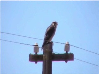 Lanner Falcon - ML201750581