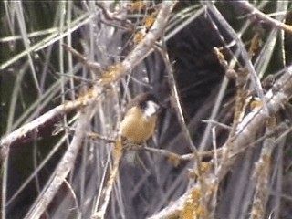 Eastern Spinebill - ML201750611