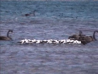 Banded Stilt - ML201750621