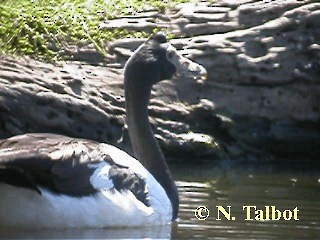 Magpie Goose - ML201750711