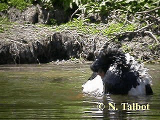 Spaltfußgans - ML201750721