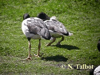 Magpie Goose - ML201750741