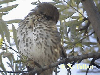 Song Thrush - ML201750791