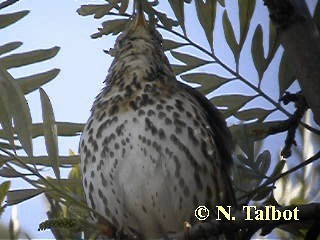 Song Thrush - ML201750811