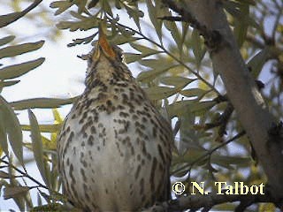 Song Thrush - ML201750821