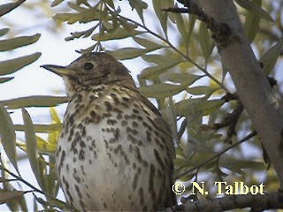 Öter Ardıç - ML201750831