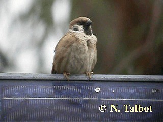 Eurasian Tree Sparrow - ML201750871