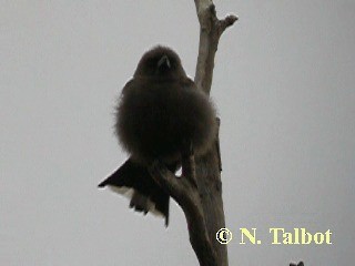 Dusky Woodswallow - ML201750891