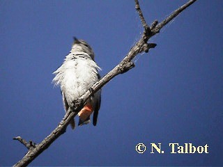 Picaflores Golondrina - ML201750941