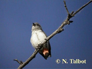 Picaflores Golondrina - ML201750951