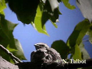 Black-faced Cuckooshrike - ML201750971