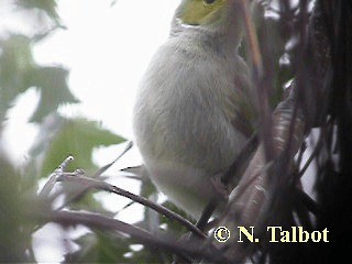 White-plumed Honeyeater - ML201750981