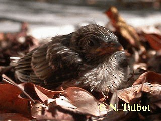 Little Wattlebird - ML201750991