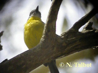 Eastern Yellow Robin - ML201751001