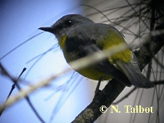 Eastern Yellow Robin - ML201751011