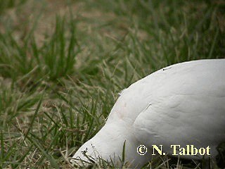 Long-billed Corella - ML201751021