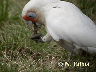 Long-billed Corella - ML201751031