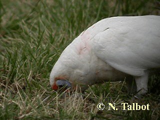 Long-billed Corella - ML201751041