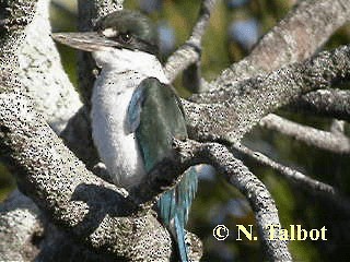 Torresian Kingfisher - ML201751051