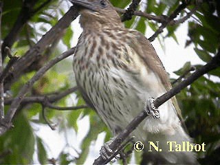 Australasian Figbird - ML201751091