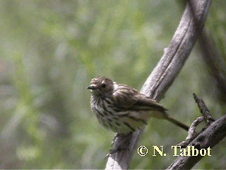 Speckled Warbler - ML201751101