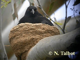 White-winged Chough - ML201751111