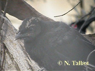 White-winged Chough - ML201751121