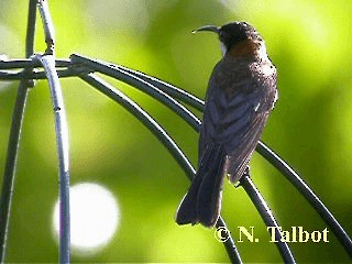 Eastern Spinebill - ML201751131