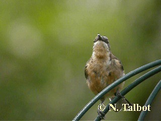 Eastern Spinebill - ML201751141