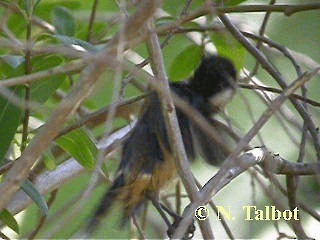 Eastern Spinebill - ML201751151