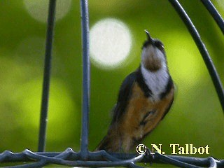 Eastern Spinebill - ML201751161