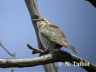 Horsfield's Bronze-Cuckoo - ML201751171