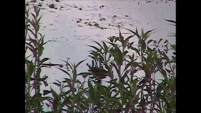 White-browed Crake - ML201751231