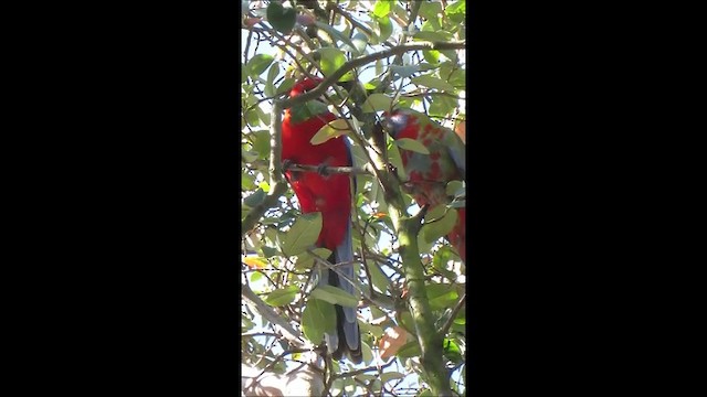 Crimson Rosella - ML201751321