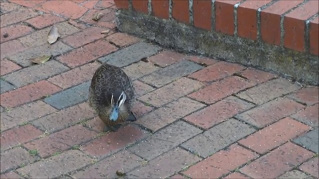 Pacific Black Duck - ML201751331