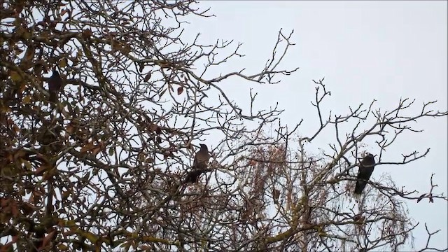 Pied Currawong - ML201751481