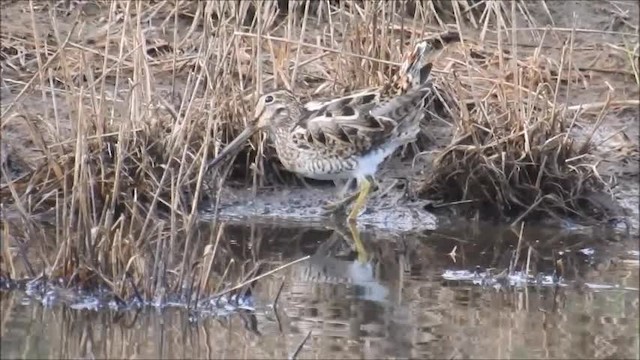 Latham's Snipe - ML201751641