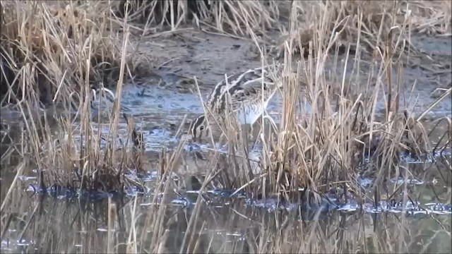 Latham's Snipe - ML201751651