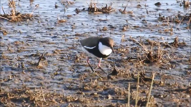 Red-kneed Dotterel - ML201751701