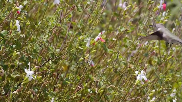 Black-chinned Hummingbird - ML201751751