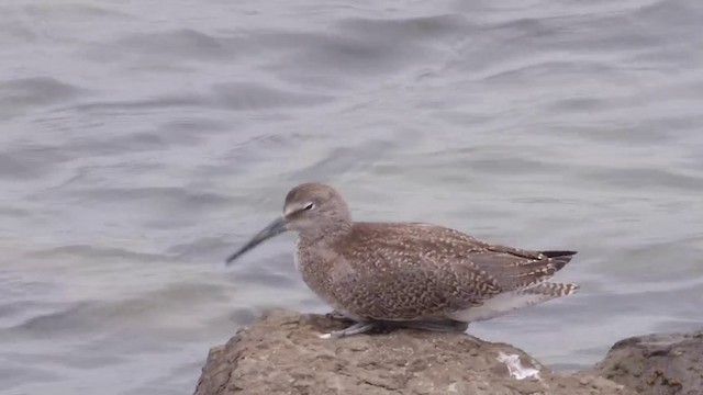 Playero Aliblanco (inornata) - ML201751931