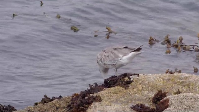 Playero Aliblanco (inornata) - ML201752101