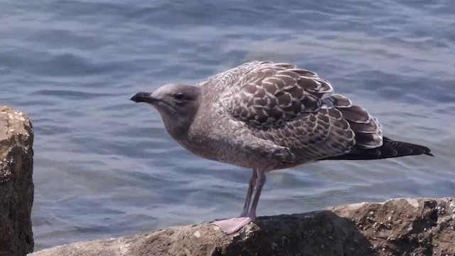 Western Gull - ML201752151