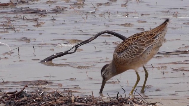 Short-billed Dowitcher (caurinus) - ML201752211