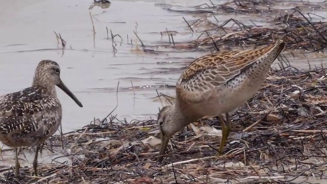 Short-billed Dowitcher (caurinus) - ML201752231