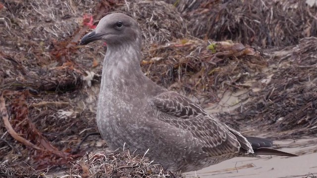 Western Gull - ML201752251