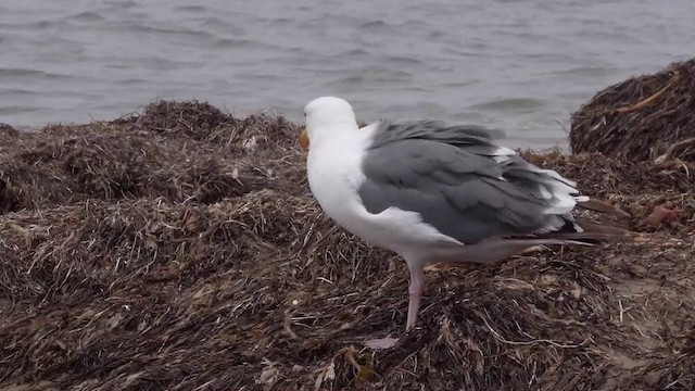 Western Gull - ML201752261