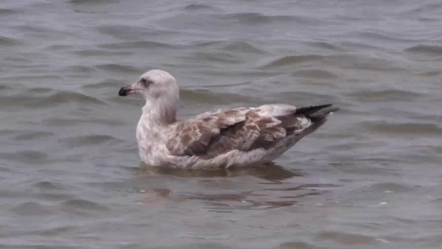 Western Gull - ML201752271