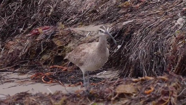 Whimbrel (Hudsonian) - ML201752281